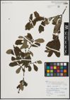 Foto von Salix aurita L.